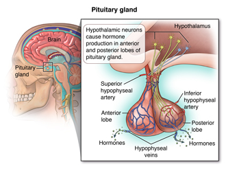 Pituitary gland