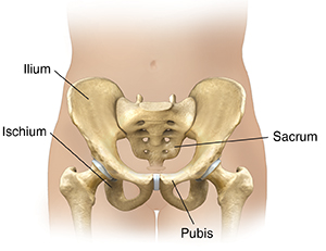 Front view of lower abdomen showing pelvic bones.