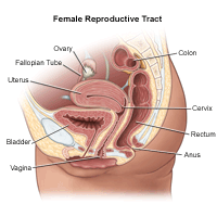 Female reproductive anatomy