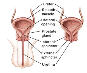 Male and female urinary tract.
