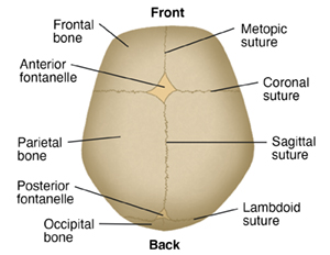 Top view of newborn baby's skull.