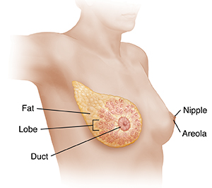 Three-quarter view of female head, neck, and chest with raised arm showing breast anatomy.